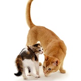 Kitten and tom-cat meeting