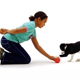 Girl training black-and-white Border Collie puppy
