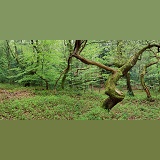 Oak & Beech woods panorama