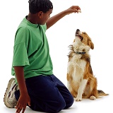 Boy with titbit for a Border Collie