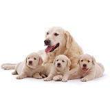 Golden Retriever mother and puppies
