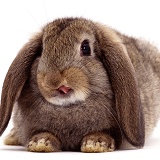 Lop rabbit