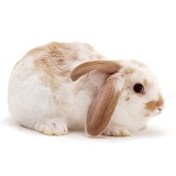 Windmill-ears Rabbit