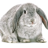Chinchilla Lop rabbit
