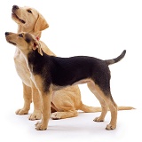 Retriever and Lurcher pups attentive