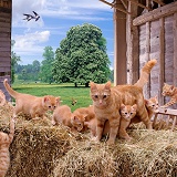 Cats in a barn jigsaw