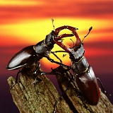 Stag Beetles at sunset