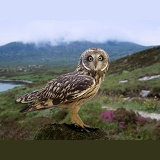 Short-eared Owl, South Uist