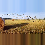 Geese & roly-poly bales panoramic view