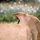 Lioness yawning