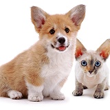 Corgi puppy and Rex cat