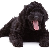 Black Labradoodle dog (retridoodle, poover)