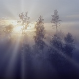 Mist at sunrise with birches and pines