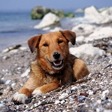 Dog on a pebbly beach