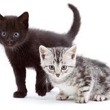 Black and silver kittens