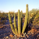 Organ Pipe Cactus