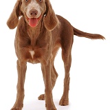 Weimaraner pup