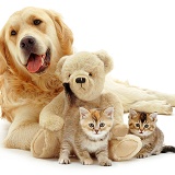 Dog kittens and teddy