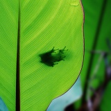 Eastern Dwarf Tree Frog shadow on a leaf