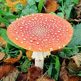 Fly Agaric