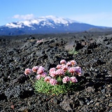 Thrift and Mt. Hekla