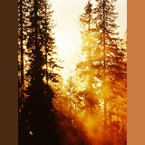 Spruce tree with mist at sunrise
