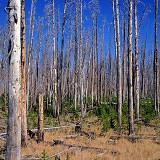 Regrowth of pines in Yellowstone