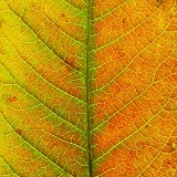 Sumac leaf detail