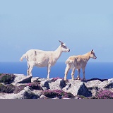 Goats on Lundy