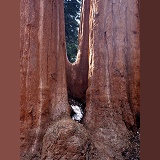 Twin sequoias