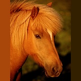 Icelandic pony