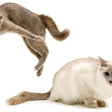 Cat, playfully leaping up