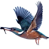 Kingfisher taking off