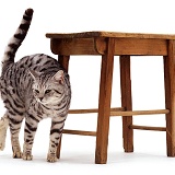 Silver tabby cat rubbing against stool