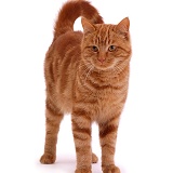Ginger tom cat