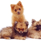 Trio of Pomeranian puppies