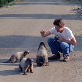 Mark and the Marmots