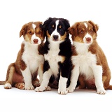 Trio of Border Collie pups