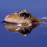 Common frog, surfacing