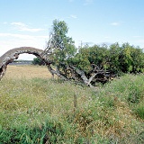 Wind-bent tree