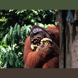 Orang-utan male with bananas