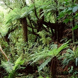 New Zealand forest with tree ferns