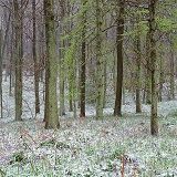Bluebell woods in Spring snow