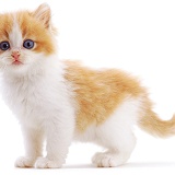 Blue-eyed ginger-and-white kitten