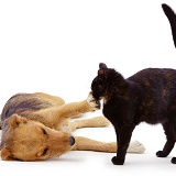 Dog pawing a cat's face