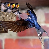 Swallow feeding chicks in their mud nest