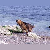 Dog shaking after swimming