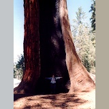 Woman indicating the size of a Giant Sequoia