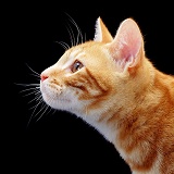Ginger cat profile