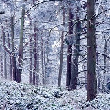 Snowy woodland scene 3D 1 L